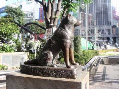 Hachico-chú chó 10 năm đợi chủ quay về! Hachiko200505-41
